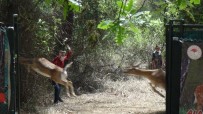 Antalya'da 15 Erkek Alageyik Doğaya Bırakıldı