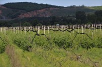 Beykoz'da Alım Garantili Tarımla Yüzler Gülecek