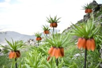 Elbistan'ın 'Ağlayan Gelinleri'