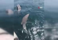 Sarıyer Sahilinde Yunusların Muhteşem Dansı