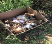 Antalya'da 7 Yavrusu Bulunan Köpek Tüfekle Vurularak Öldürüldü
