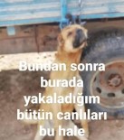 Erzincan'da Köpeği Römorka Asan Şüpheli Şahıs Gözaltına Alındı Haberi