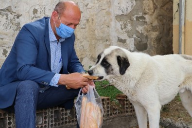 Hem Köyün Muhtarı Hem De Hayvanların Muhtarı