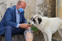 Hem Köyün Muhtarı Hem De Hayvanların Muhtarı