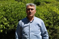 Rize'de Yaş Çay Toplama Sezonunun Bir Hafta İçinde Başlaması Bekleniyor