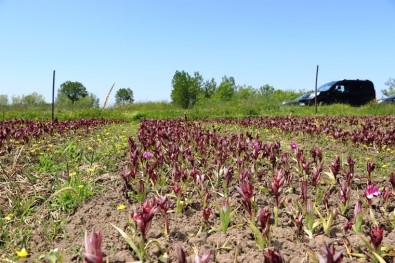 Türkiye'deki Salep Üretiminin Yüzde 15'İ Karadeniz'den
