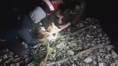 Van'da Kaçak Avcılıkta Ele Geçirilen Canlı Balıklar Suya Bırakıldı