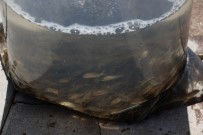 63 İlde Su Kaynaklarına 5 Milyon Sazan Balığı Bırakılacak