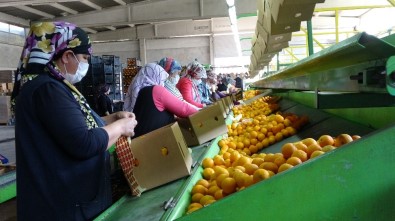 Kozan'dan 3 Ülkeye Narenciye İhracatı