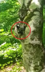 Ordu'da Ağaç Kovuğuna Sıkışan Köpek Kurtarıldı