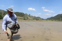 (Özel) Çiftçilerin Meşakkatli 'Çeltik' Ekimi