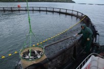 Türk Somonu Rusya Ve Japonya Sofrasını Süslüyor