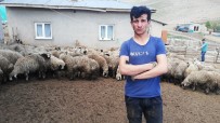 Erzincan'da 80'E Yakın Kuzu Ahırdan Çalındı Haberi
