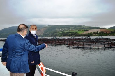 Samsun'da Balık Çiftliklerinde Yılda 16 Bin Tondan Fazla Balık Üretiliyor