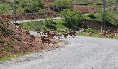 Tunceli'de Dağ Keçileri Sürü Halinde Karayoluna İndi
