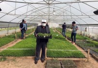 Van Büyükşehir Belediyesi Ürettiği Yerli Fideleri Dağıttı