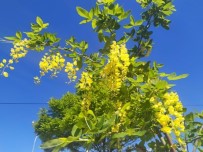 Arıların Bal Üretmesi İçin Akasya Ağaçlarına Aşı Yapıyor