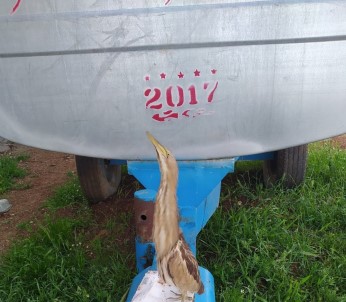 Çınar'da Balaban Kuşu Görüntülendi