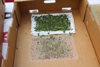 Elazığ'dan Koza Üretimi İçin, İpekböceği Yetiştiriciliği Atılımı