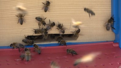 Geçen Sene 75 Liradan Satılan Balın Kilosu Bu Sene 100 Lira