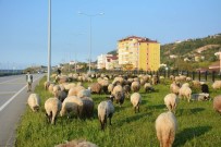 Giresunlu Çobanların Yayla Yolculuğu Başladı Haberi