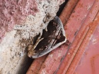 'Tavus Kelebeği' Elbistan'da Görüldü