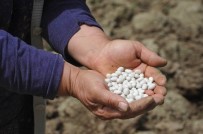 Türkiye'de Sadece Burada Yetişiyor, Pazara İnmeden Tarlada Satılıyor