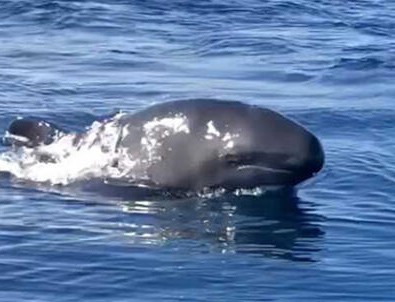 25 yıl sonra bir ilk! Gökçeada yakınlarında görüldü...