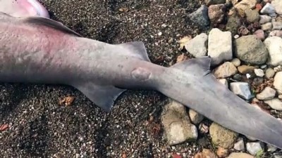 Çanakkale'de Ölü Altı Solungaçlı Köpek Balığı Kıyıya Vurdu