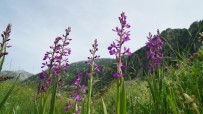 Çiçek Açan 'Yabani Orkideler' Görsel Şölen Sunuyor Haberi