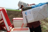 Çiftçiler, Ramazan Ayında Sıcak Ve Covid-19'A Rağmen Tohumları Toprakla Buluşturuyor