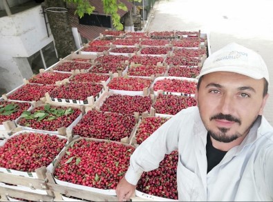 İlk Kirazın Kilosu 10 Lira