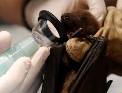 Yarasada 1500 koronavirüs tespit edildi!