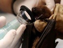 Yarasada 1500 koronavirüs tespit edildi!