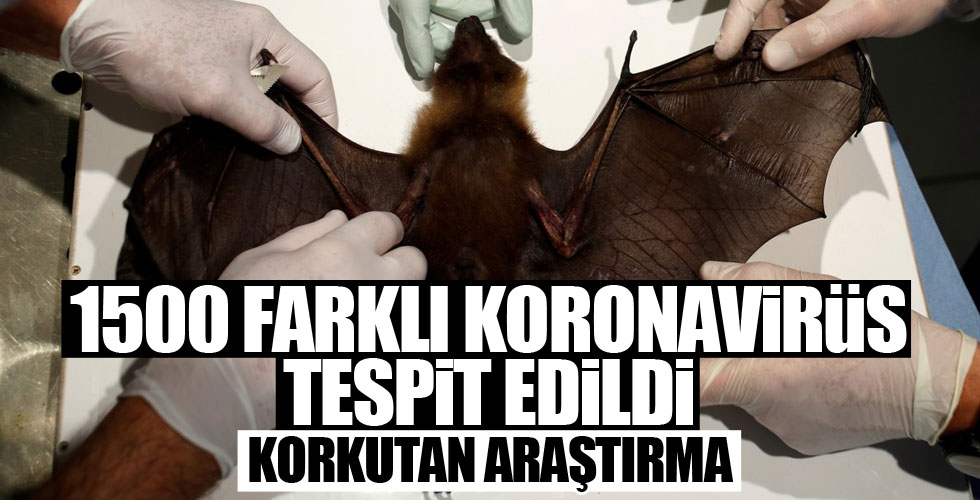 Yarasada 1500 koronavirüs tespit edildi!