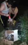 Antalya'da Kuyuya Düşen 5 Yavru Köpek Kurtarıldı