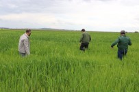 Diyarbakır'da 126 Teknik Personelle 4 Milyon Dekarda Süne Mücadelesi Başlatıldı