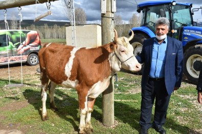 Milli Dayanışma Kampanyasına Düvesini Bağışladı