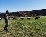 Elazığ'da Kayıp Koyunlar 9 Saat Sonra Bulundu Haberi