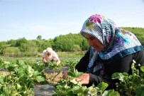 Emekli Öğretmen Çiftin Toprak Aşkı