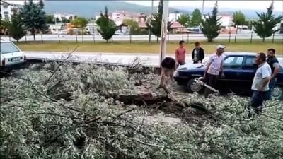 Samsun'da Şiddetli Rüzgar Nedeniyle Ağaç Ve Aydınlatma Direği Devrildi