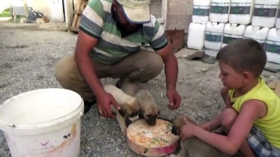 Tarlaya Giderken Bulduğu Yavru Köpekleri Doyurup Belediyeye Teslim Etti