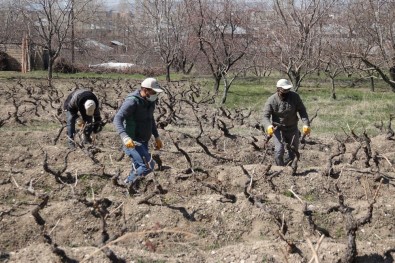 3 Bin Yıllık Erciş Üzümünü Yaygınlaştırma Çalışması