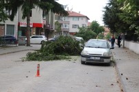 Bolu'da, Şiddetli Rüzgar 15 Metrelik Ağacın Üst Kısmını Yola Devirdi
