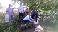 Malatya'da Göletlere 50 Bin Balık Bırakıldı
