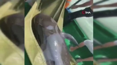 Sahile Vuran 150 Kiloluk Balina, Uzun Uğraşlar Sonucu Özgürlüğüne Kavuştu