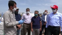 Sivas'ta Mor Patates Ekimi Yapıldı Haberi