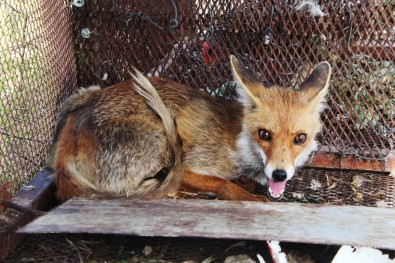 Tilkinin Kurnazlığı Emekli Polise Sökmedi