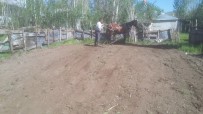 Varto'da Kara Sabanların Yerini Atlar Aldı Haberi