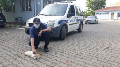 Yılan Tarafından Isırılan Kediye Polis Şefkati